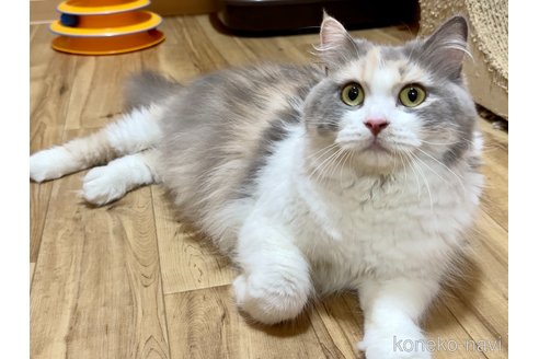 ヒナちゃん1枚目